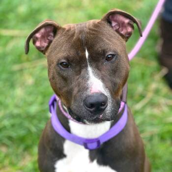 Rescue Mixed Breed Dogs for Adoption in Huntington, West Virginia - Beavis | PetCurious