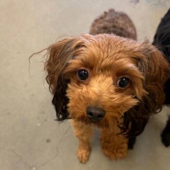 Finnegan -  Mixed Breed Dog for Adoption in Memphis, Tennessee - Finnegan | PetCurious
