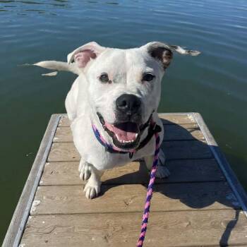Otto -  Pit Bull Terrier and Boxer Dog for Adoption in Springfield, Missouri - Otto | PetCurious