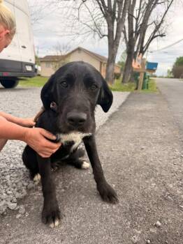 Labrador Retriever Dogs Available for Adoption in Westport, Connecticut - Mulan | PetCurious