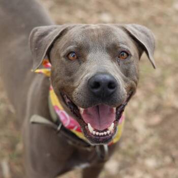 American Staffordshire Terrier Dogs Available for Adoption in San Antonio, Texas - BUBBA | PetCurious
