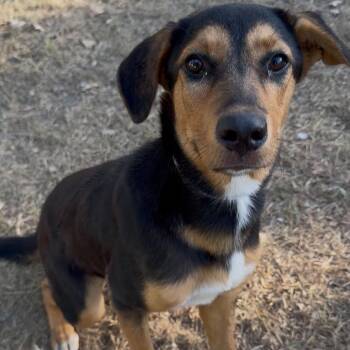 Caraway -  Labrador Retriever and German Shepherd Dog Dog for Adoption in Tomah, Wisconsin - Caraway | PetCurious