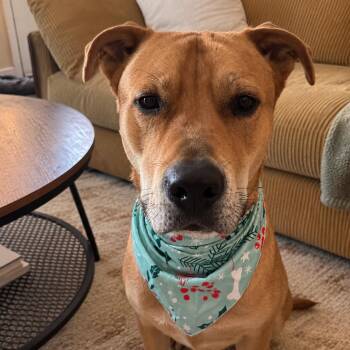 Scooby -  Labrador Retriever Dog for Adoption in Austin, Texas - Scooby | PetCurious
