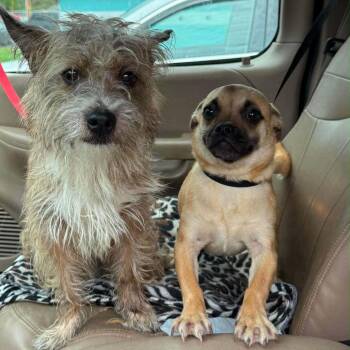 Alfredo -  Terrier and Mixed Breed Dog for Adoption in Washington, District Of Columbia - Alfredo | PetCurious