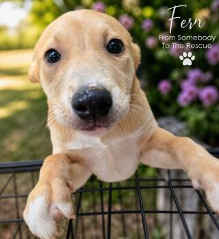 Fern -  Mixed Breed Dog Available for Adoption in Corinth, Mississippi - Fern | PetCurious