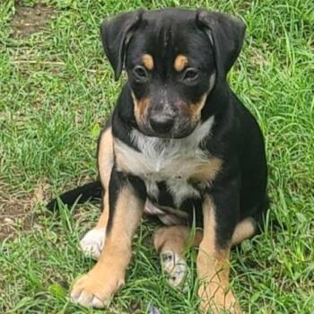 Lilith -  Mixed Breed Dog for Adoption in Morristown, Vermont - Lilith | PetCurious