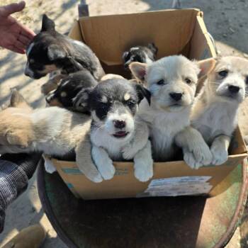 Husky Dogs Available for Adoption in Park City, Utah - Vista | PetCurious