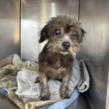 Poodle and Mixed Breed Dogs Available for Adoption in Washington, District Of Columbia - Piper | PetCurious