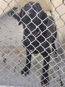 Labrador Retriever and Mixed Breed Dogs Available for Adoption - OLIVER | PetCurious