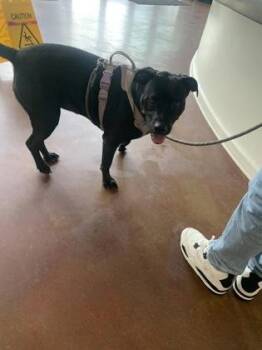 Labrador Retriever and Mixed Breed Dogs Available for Adoption in New Orleans, Louisiana - Bella | PetCurious