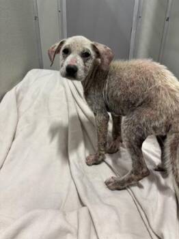 Sour Dough -  Mixed Breed Dog for Adoption in Fresno, California - Sour Dough | PetCurious