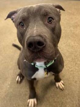 Pit Bull Terrier Dogs Available for Adoption in Cleveland, Ohio - Chico | PetCurious