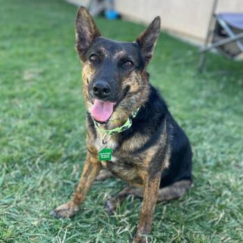 Chula -  Mixed Breed and Shepherd Dog for Adoption in San Diego, California - Chula | PetCurious