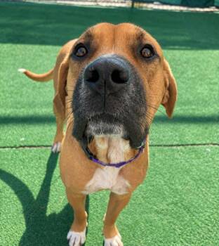 Baymax -  Labrador Retriever and Hound Dog for Adoption in Warren, Michigan - Baymax | PetCurious