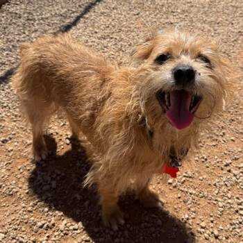 Cairn Terrier Dogs Available for Adoption in Las Vegas, Nevada - Bark Wahlburg | PetCurious
