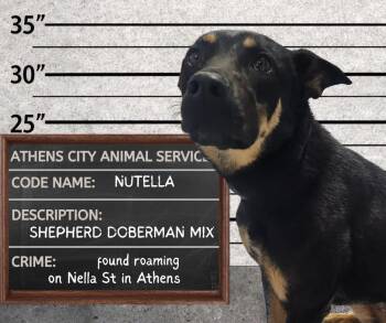 Shepherd and Doberman Pinscher Dogs Available for Adoption in Athens, Alabama - NUTELLA - STRAY HOLD UNTIL  4/29 | PetCurious