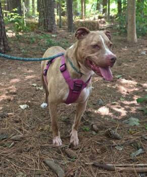 Nova -  Pit Bull Terrier Dog for Adoption in Salisbury, Maryland - Nova | PetCurious