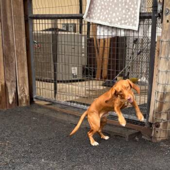 Levi -  Beagle Dog for Adoption in Quakertown, Pennsylvania - Levi | PetCurious