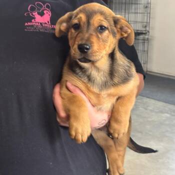 Shepherd Dogs Available for Adoption in Brookfield, Missouri - Xena | PetCurious