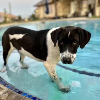 English Pointer and Labrador Retriever Dogs Available for Adoption - Rey | PetCurious