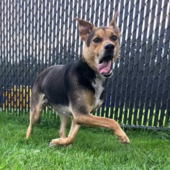 Bruno -  Cattle Dog and Mixed Breed Dog for Adoption in Fort Wayne, Indiana - Bruno | PetCurious