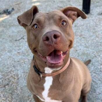 Pit Bull Terrier Dogs Available for Adoption in Philadelphia, Pennsylvania - Caramel Delight | PetCurious