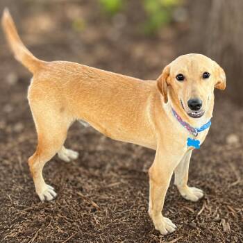 Jacobi -  Yellow Labrador Retriever and Mixed Breed Dog for Adoption in Boerne, Texas - Jacobi | PetCurious