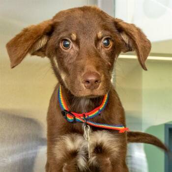 SORTING HAT -  Labrador Retriever and Mixed Breed Dog for Adoption in St. Louis, Missouri - SORTING HAT | PetCurious