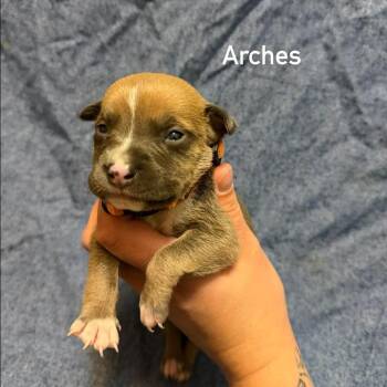 Arches -  Pit Bull Terrier Dog for Adoption in Brainerd, Minnesota - Arches | PetCurious