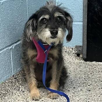 Esperanza -  Schnauzer and Mixed Breed Dog for Adoption in Hattiesburg, Mississippi - Esperanza | PetCurious