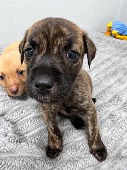 Plott Hound Dogs Available for Adoption in Copiague, New York - Arlo | PetCurious