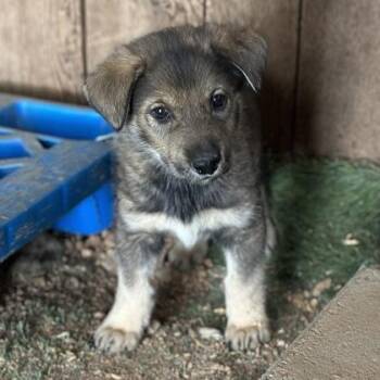 Ethan -  Shepherd Dog for Adoption in Red Bluff, California - Ethan | PetCurious