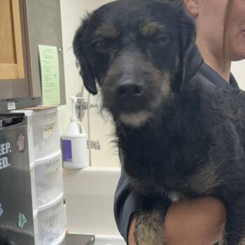 Leonard -  Dachshund and Mixed Breed Dog for Adoption in Starkville, Mississippi - Leonard | PetCurious