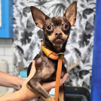 Rusty -  Miniature Pinscher Dog Available for Adoption in Wahiawa, Hawaii - Rusty | PetCurious