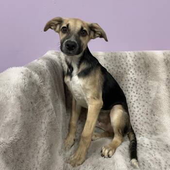 Showtime in NH. Come Meet our Adoptable Dogs Wednesday-Saturday. -  Australian Shepherd Dog for Adoption in Manchester, New Hampshire - Showtime In NH. Come Meet Our Adoptable Dogs Wednesday-Saturday. | PetCurious