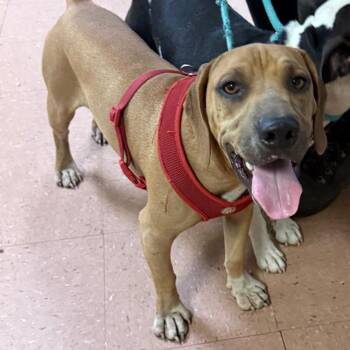 Jack (Rocko) -  Beagle and Mixed Breed Dog for Adoption in Fort Smith, Arkansas - Jack (Rocko) | PetCurious
