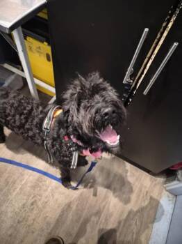 Mixed Breed Dogs Available for Adoption in Montreal, Quebec - Sushi | PetCurious