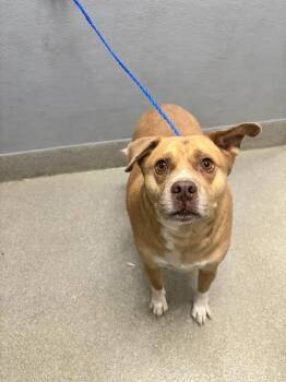 JAMES BROWN -  Pit Bull Terrier Dog for Adoption in Las Vegas, Nevada - JAMES BROWN | PetCurious