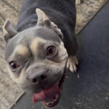 Giselle -  French Bulldog Dog for Adoption in Las Vegas, Nevada - Giselle | PetCurious