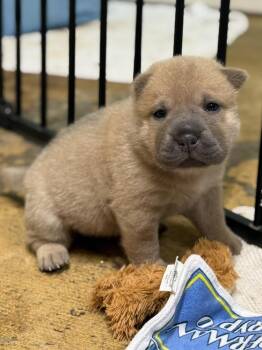 Pencil -  Shar Pei Dog for Adoption in Tucson, Arizona - Pencil | PetCurious