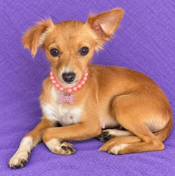 Dori -  Chihuahua Dog for Adoption in Lodi, California - Dori | PetCurious