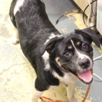 Chan -  Collie and Pointer Dog for Adoption in Hattiesburg, Mississippi - Chan | PetCurious
