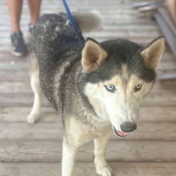 Sable -  Husky Dog for Adoption in Brewton, Alabama - Sable | PetCurious