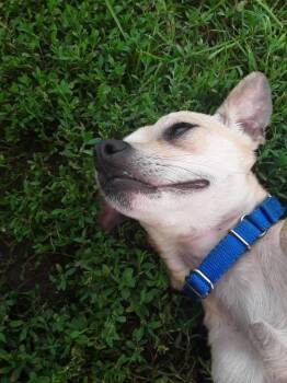 Marshall -  Chihuahua and Mixed Breed Dog for Adoption in South Bend, Indiana - Marshall | PetCurious