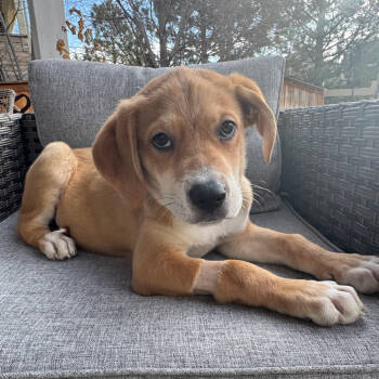 Rescue Terrier and Mixed Breed Dogs for Adoption in Parker, Colorado - 862 (2025) Charlie | PetCurious