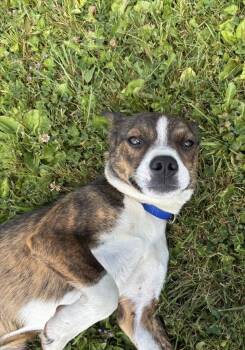 Sprout -  Mixed Breed Dog for Adoption in Medford, Wisconsin - Sprout | PetCurious