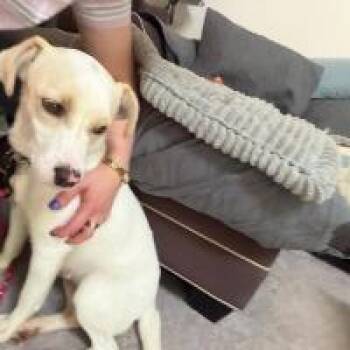 Lark -  Yellow Labrador Retriever Dog for Adoption in Monticello, New York - Lark | PetCurious