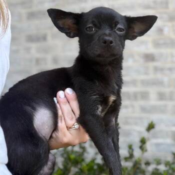 Bianca -  Chihuahua and Spaniel Dog for Adoption in Baton Rouge, Louisiana - Bianca | PetCurious