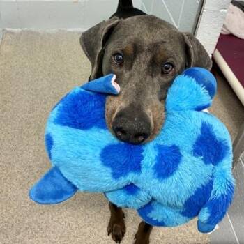 Doberman Pinscher Dogs Available for Adoption - Mervin | PetCurious