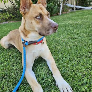 Rescue Siberian Husky and Cattle Dog Dogs for Adoption in Sierra Madre, California - Flower | PetCurious